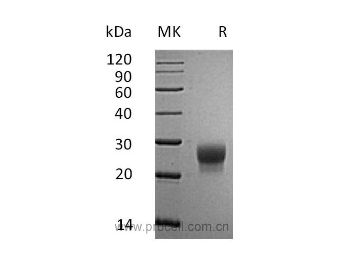 Procell-G-CSF/ CSF3 (C-6His), Mouse, Recombinant