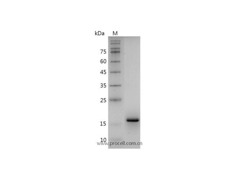IL-1α/IL1F1, Mouse, Recombinant