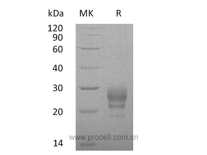 Procell-IL-7 (C-6His), Human, Recombinant