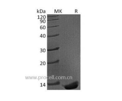 Procell-TGFβ1/ TGFB1, Mouse, Recombinant