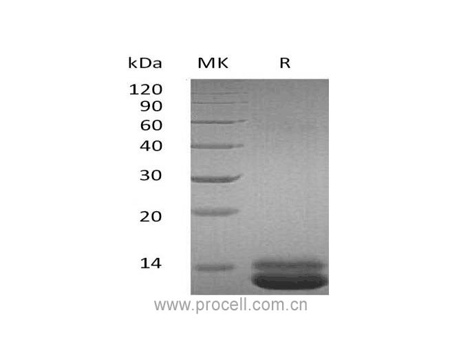 Procell-GRO-α/ CXCL1 (C-6His), Human, Recombinant