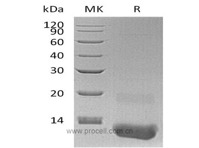 Procell-GRO-γ/ CXCL3 (N-6His), Human, Recombinant
