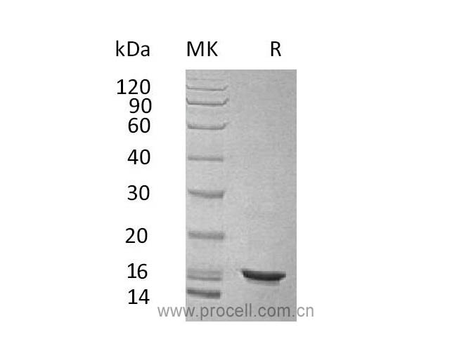 Procell-IL-10/ IL10A, Human, Recombinant