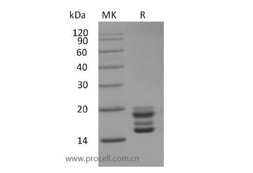 Procell-IL-17A/ CTLA8 (C-6His), Human, Recombinant