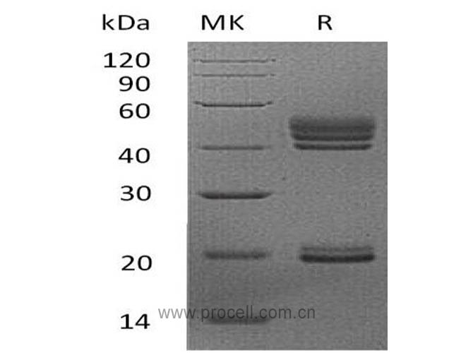 Procell-IL-23/ NKSF2 (C-6His), Human, Recombinant