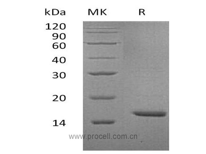 Procell-IL-36α, Human, Recombinant