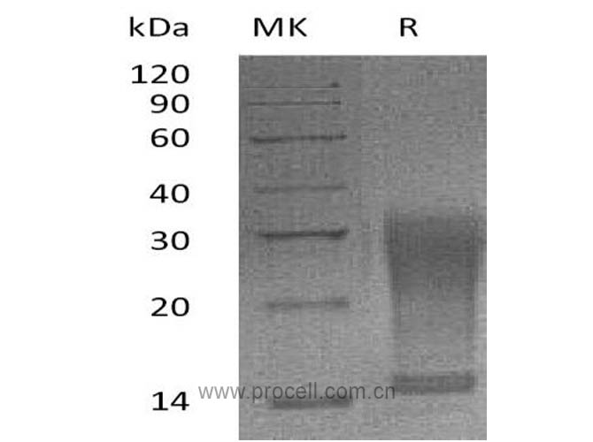Procell-IL-13 (Ser26-Phe131, C-6His), Mouse, Recombinant