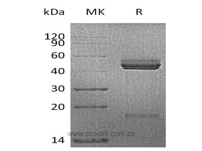IL-23/ NKSF2, Mouse, Recombinant