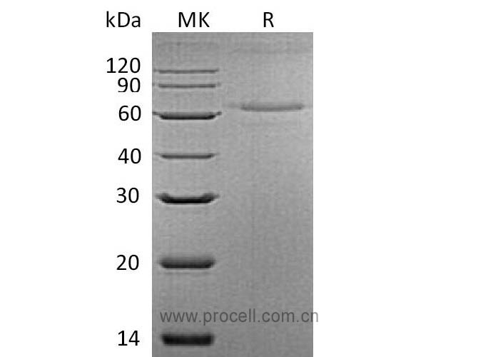 Procell-IL-27 (C-6His), Mouse, Recombinant