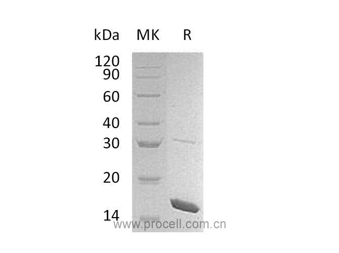 Procell-IL-36β/ IL-36b/ IL-1F8, Mouse, Recombinant