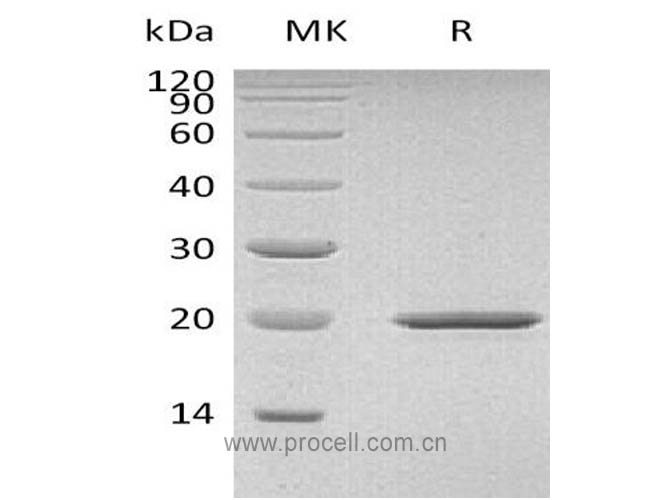 Procell-SHH, Mouse, Recombinant