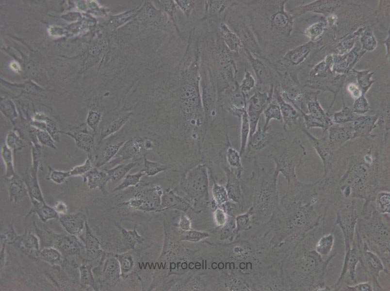 3T3-L1 (小鼠胚胎成纤维细胞) (STR鉴定正确)