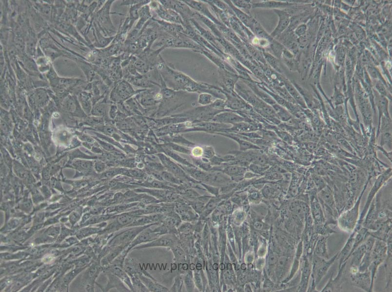 BHK-21 [C-13] (仓鼠肾成纤维细胞) (种属鉴定正确)