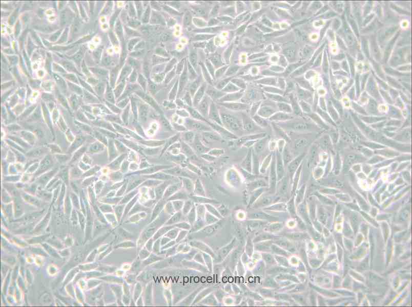 CHO-K1 (仓鼠卵巢细胞亚株)(种属鉴定正确)