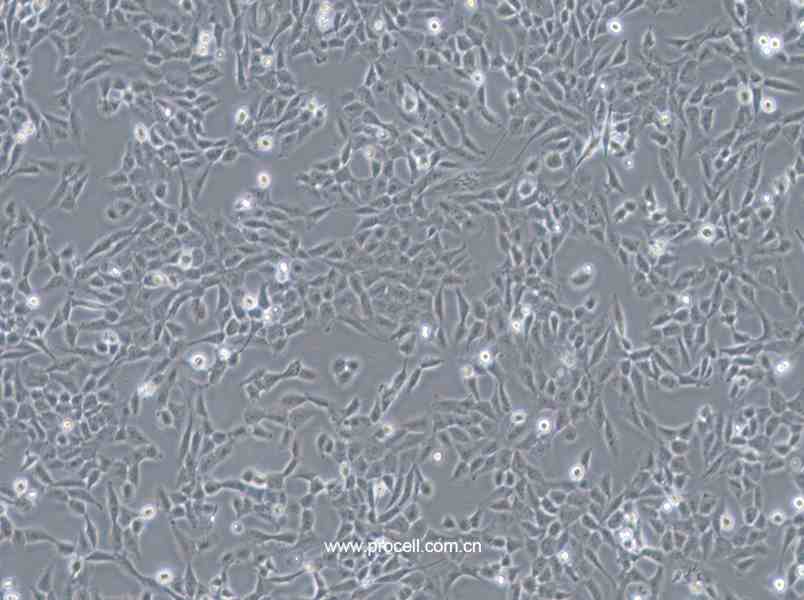 F81 (猫肾细胞) (种属鉴定正确)