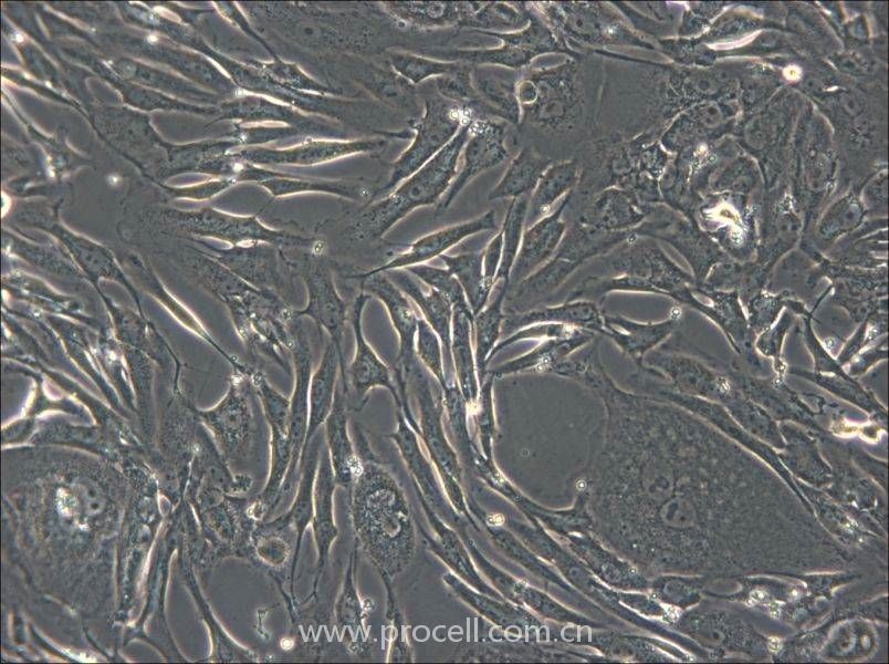 FRhK-4 (恒河猴胚肾细胞) (种属鉴定正确)