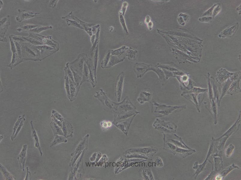L6 (大鼠成肌细胞) (种属鉴定正确)