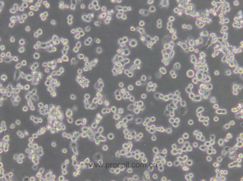 NR8383 [AgC11x3A; NR8383.1] (大鼠肺泡巨噬细胞) (种属鉴定正确)