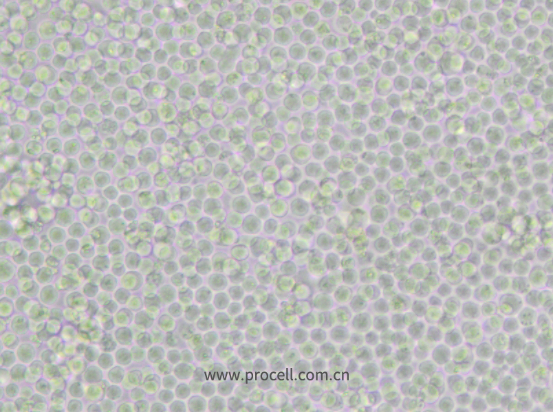 P388D1 (小鼠淋巴样瘤细胞) (种属鉴定正确)