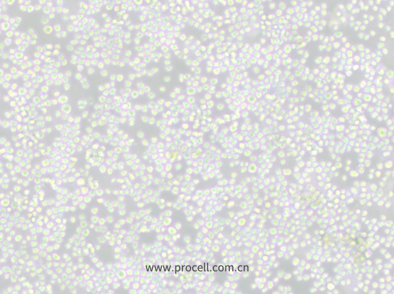 P3X63Ag8 (小鼠骨髓瘤细胞) (种属鉴定正确)