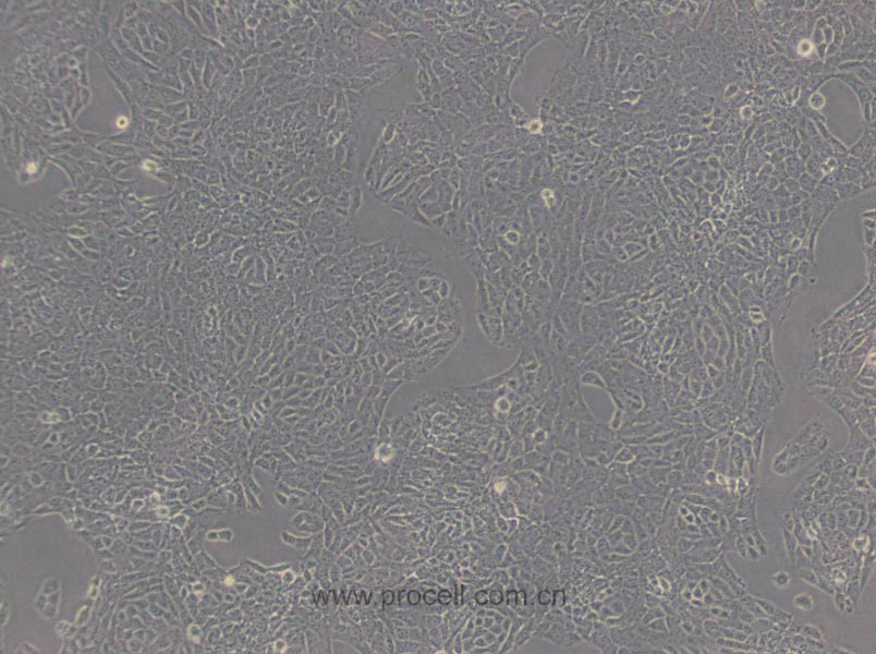 TM3 (小鼠睾丸间质细胞) (STR鉴定正确)