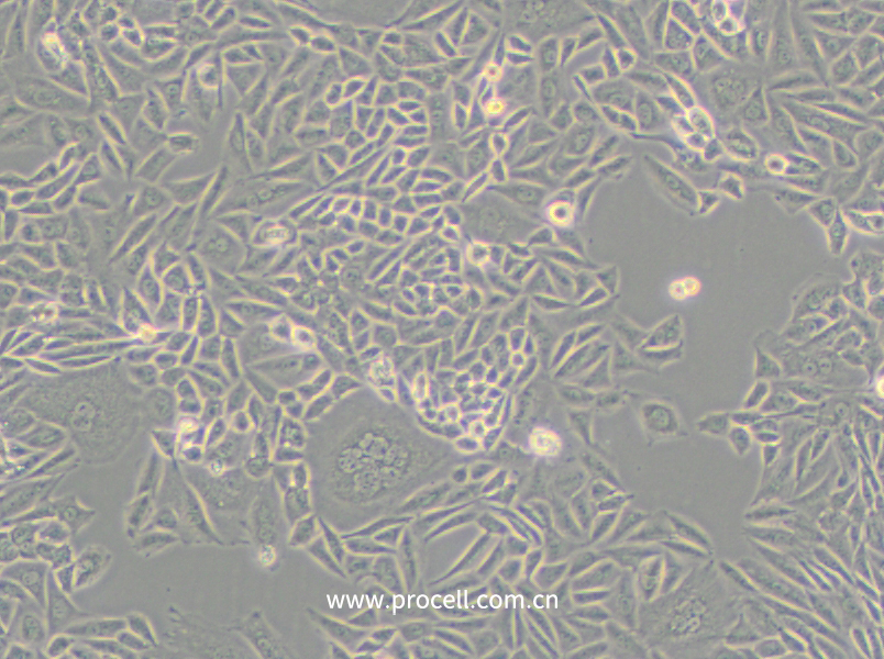 CTLA4 Ig-24 (中国仓鼠卵巢细胞)(种属鉴定正确)