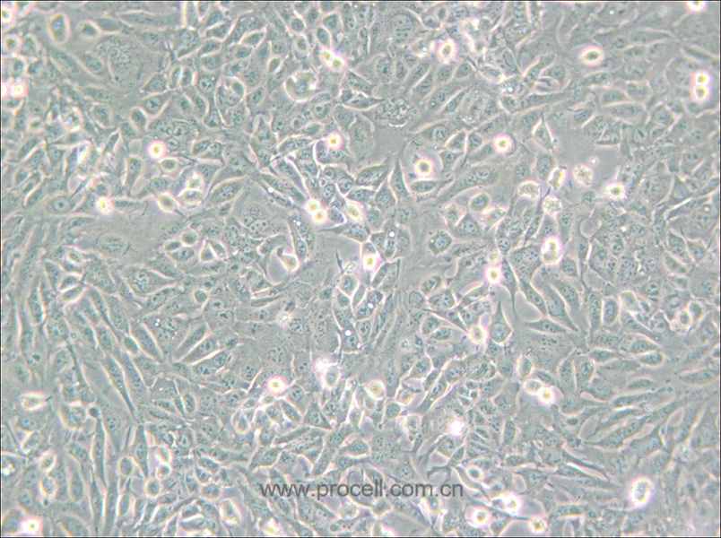 SV40 MES 13 (小鼠肾小球系膜细胞) (种属鉴定正确)