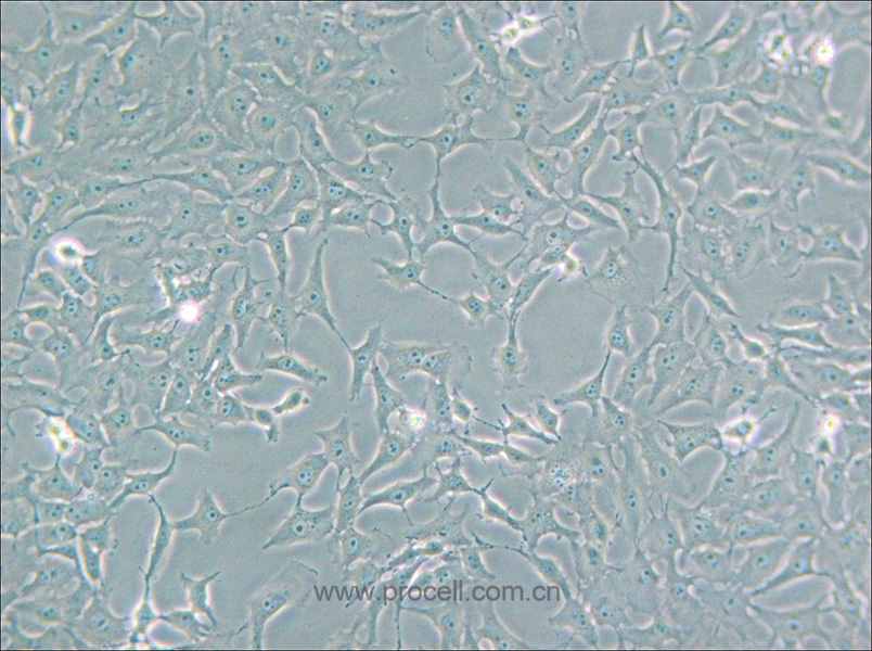Mv.1.Lu [NBL-7; Mv1Lu] (貂肺上皮细胞) (种属鉴定正确)