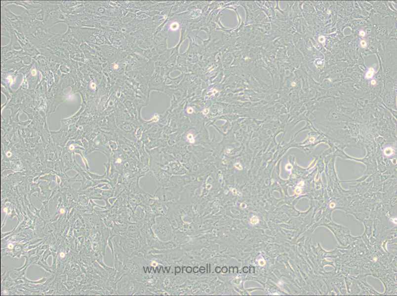 C8-D1A (小鼠小脑星形胶质细胞)(种属鉴定正确)