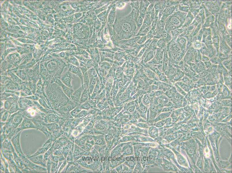 15P-1 (小鼠睾丸上皮细胞) (种属鉴定正确)