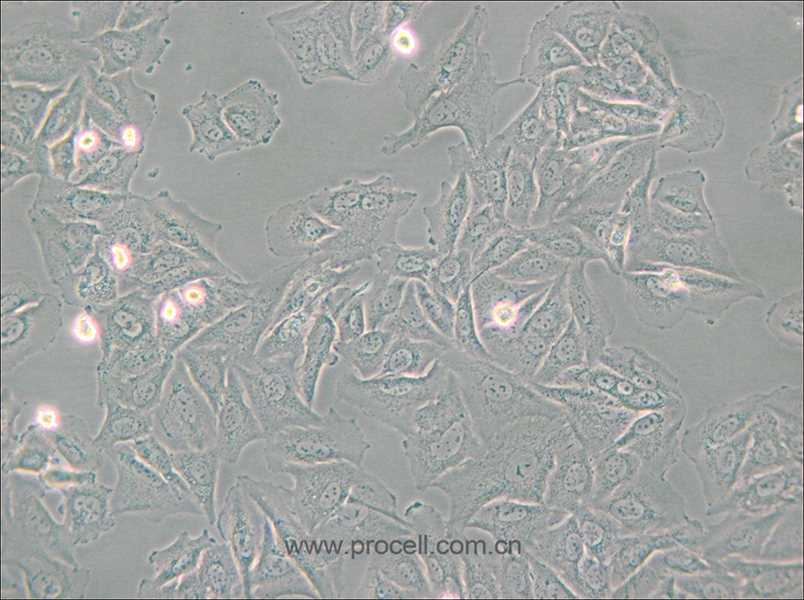 NCI-H1563 (人非小细胞肺癌细胞) (STR鉴定正确)