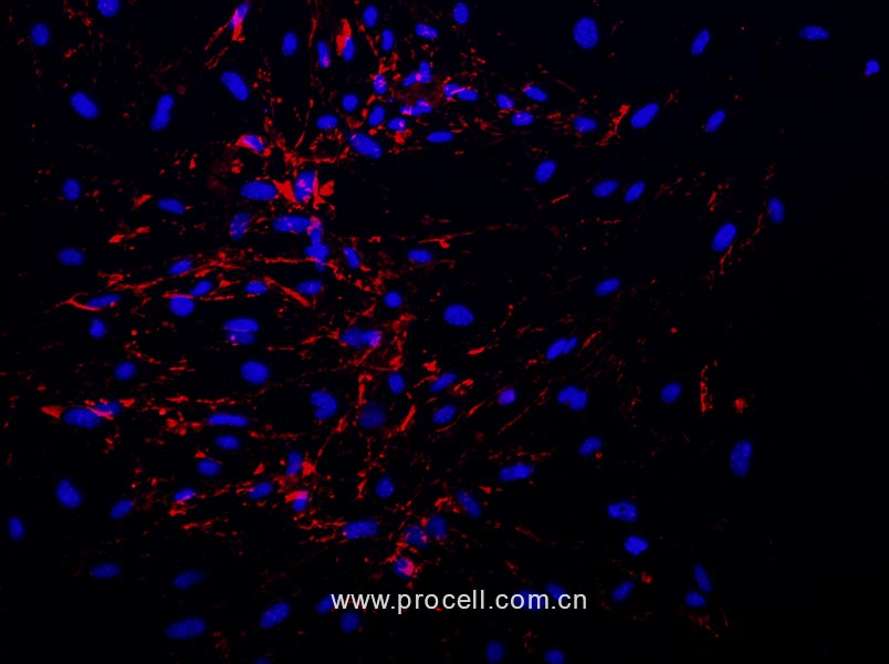 小鼠脑微血管内皮细胞