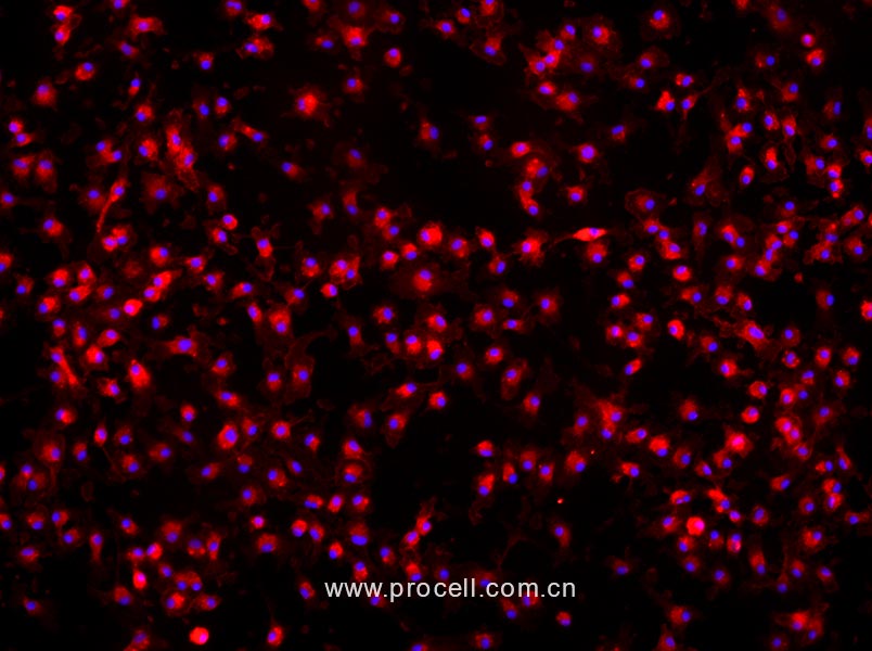 小鼠骨髓来源巨噬细胞